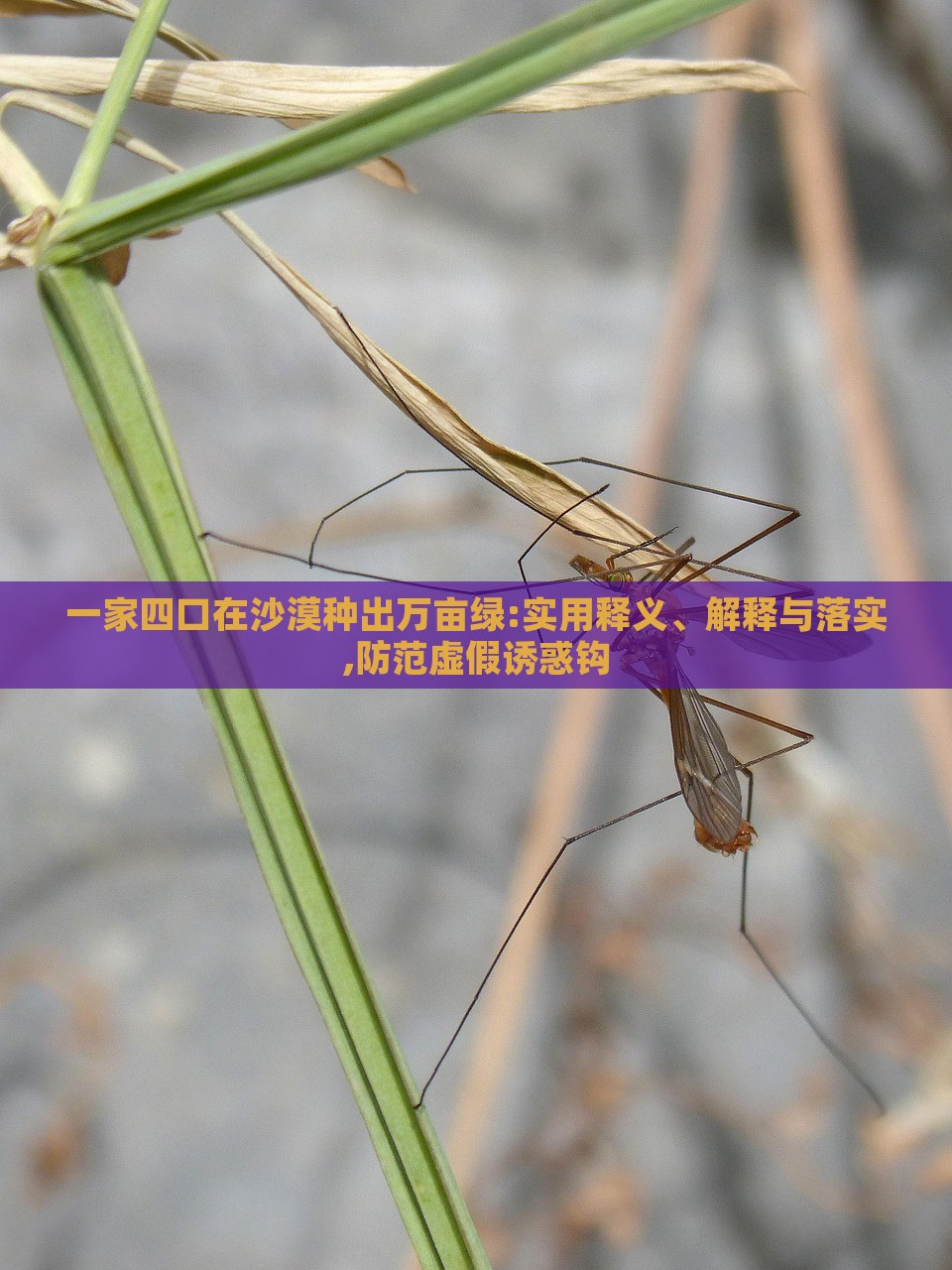 一家四口在沙漠種出萬畝綠:實用釋義、解釋與落實,防范虛假誘惑鉤