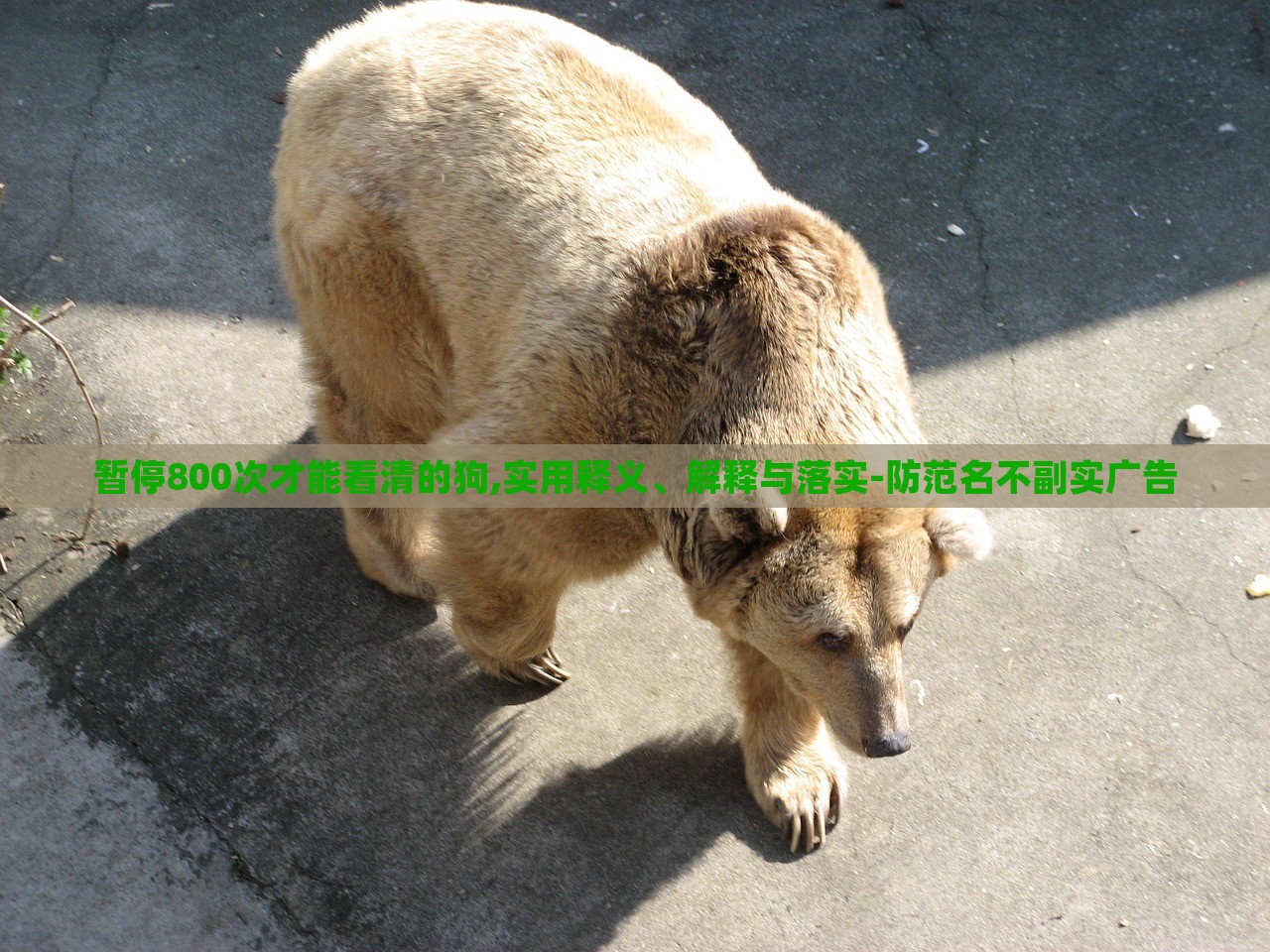 暫停800次才能看清的狗,實用釋義、解釋與落實-防范名不副實廣告